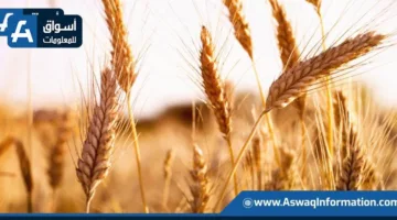 الجفاف يلوح في الأفق ويشكل خطرًا على إنتاج القمح في كندا لعام 2025/2026