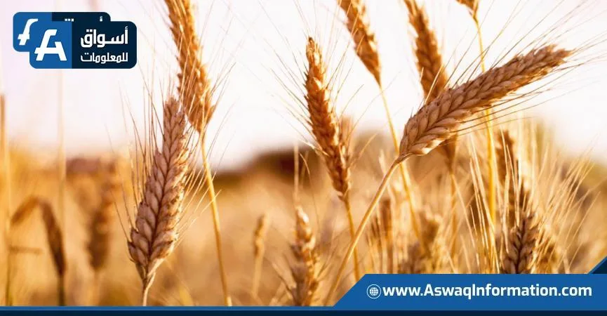 الجفاف يلوح في الأفق ويشكل خطرًا على إنتاج القمح في كندا لعام 2025/2026 الجفاف يلوح في الأفق ويشكل خطرًا على إنتاج القمح في كندا لعام 2025/2026