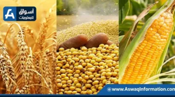 انخفاض عقود القمح والذرة وفول الصويا الأمريكية