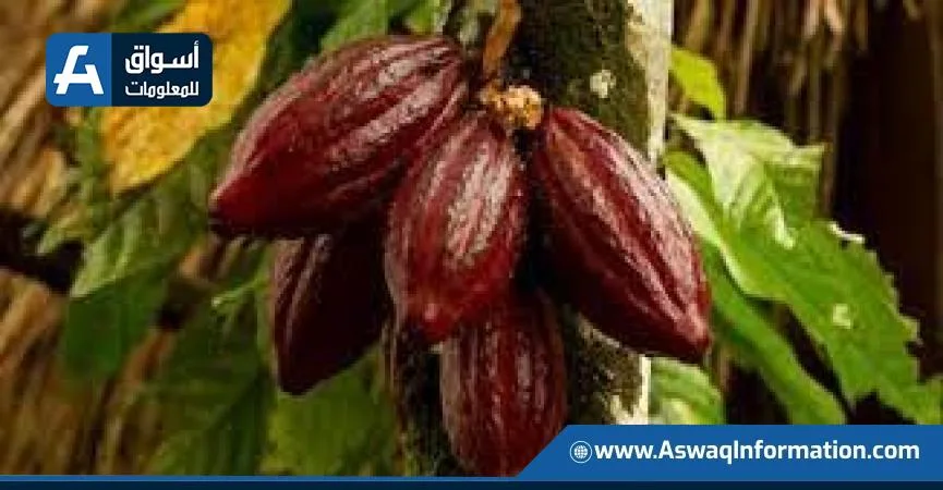 أوغندا تتوقع زيادة بنسبة 29% في إنتاج الكاكاو بحلول عام 2025 أوغندا تتوقع زيادة بنسبة 29% في إنتاج الكاكاو بحلول عام 2025