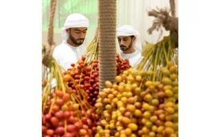 «دبي للرطب».. 8 أيام للاحتفال بـ «شجرة النخيل الأم»