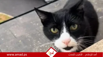 قط يتكلم بلهجة بريطانية يثير الجدل عبر وسائل التواصل – فيديو