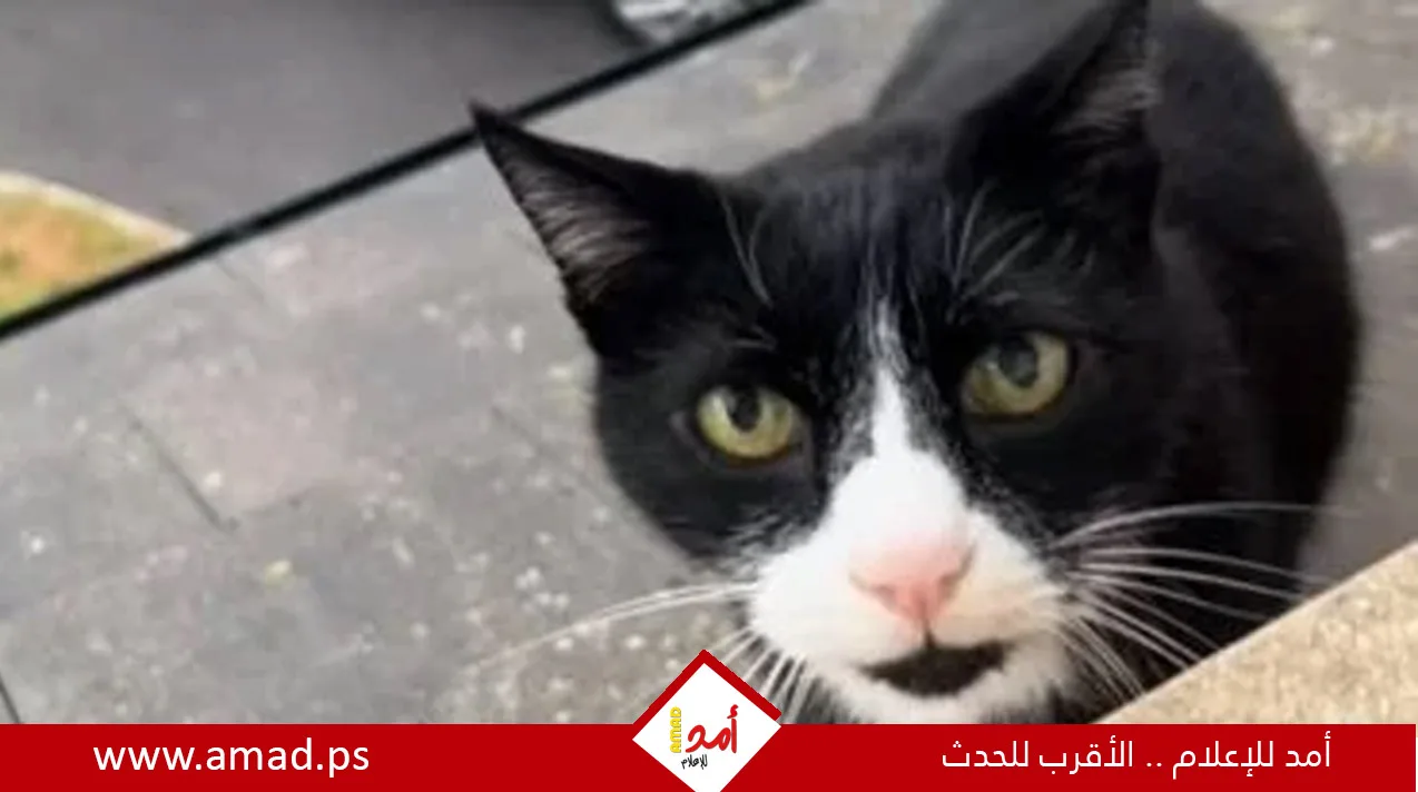قط يتكلم بلهجة بريطانية يثير الجدل عبر وسائل التواصل – فيديو قط يتكلم بلهجة بريطانية يثير الجدل عبر وسائل التواصل – فيديو