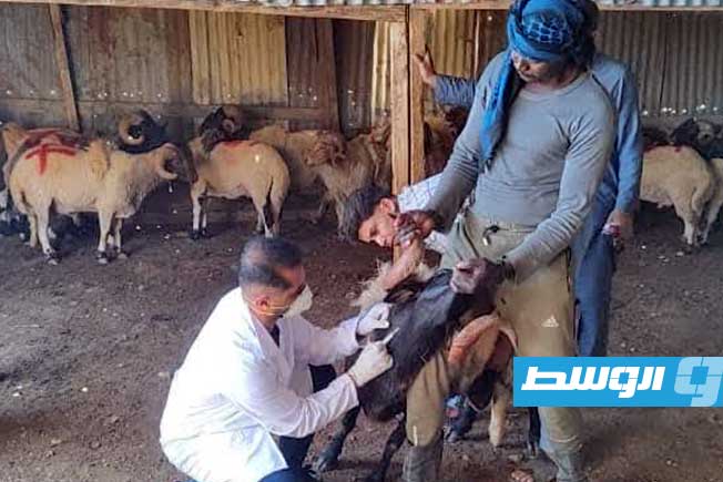 جانب من عملية تطعيم الماشية في البيضاء، السبت 26 يوليو 2025 (وزارة الزراعة والثروة الحيوانية بالحكومة المكلفة من مجلس النواب)
