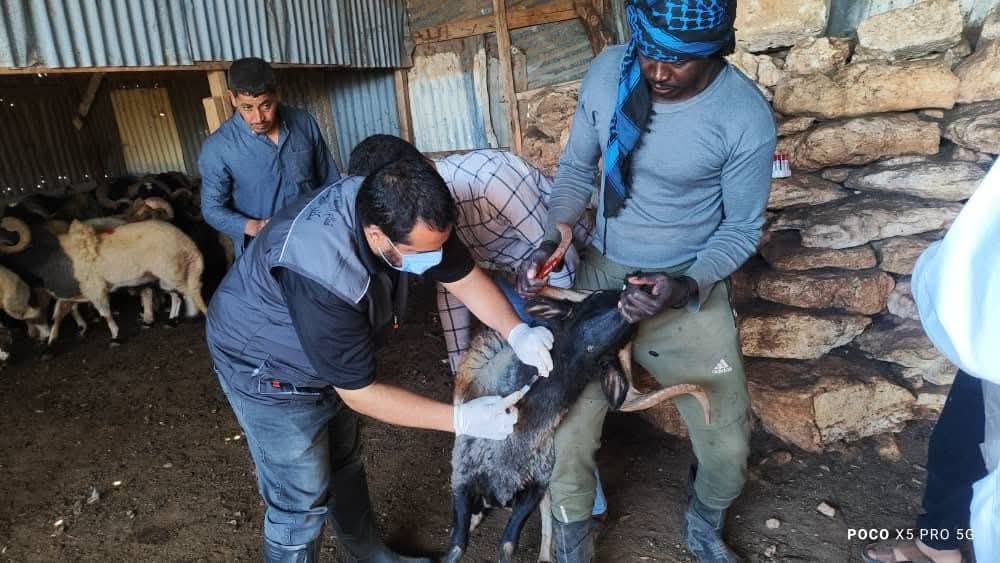 جانب من عملية تطعيم الماشية في البيضاء، السبت 26 يوليو 2025 (وزارة الزراعة والثروة الحيوانية بالحكومة المكلفة من مجلس النواب)