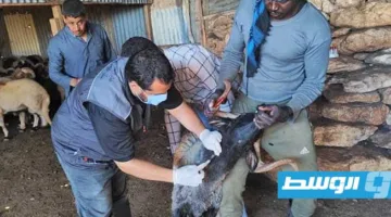 «خطوات سريعة» للتصدي للأمراض الوبائية التي تؤثر على المواشي في «البيضاء»