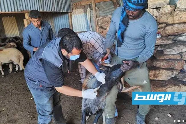 «خطوات سريعة» للتصدي للأمراض الوبائية التي تؤثر على المواشي في «البيضاء»
