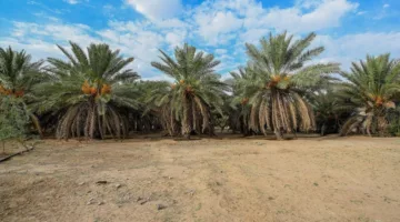 العقيق يحقق إنتاج 40 طن من التمور