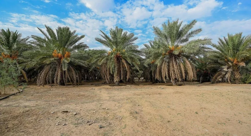العقيق يحقق إنتاج 40 طن من التمور العقيق يحقق إنتاج 40 طن من التمور