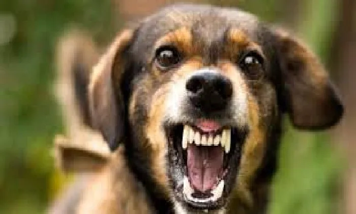 كلب يهاجم امرأة سعودية في أكتوبر.. والسيدة تقدم بلاغًا كلب يهاجم امرأة سعودية في أكتوبر.. والسيدة تقدم بلاغًا
