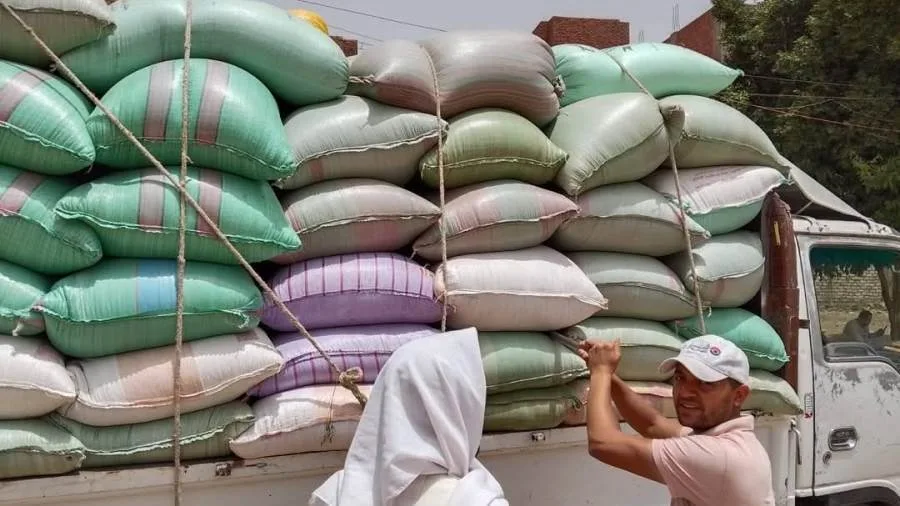 صوامع المنيا تتلقى 500 ألف طن من القمح بعد موسم الحصاد لعام 2025