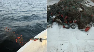 البيئة: dismantling illegal fishing nets on “Um Al-Far” Island