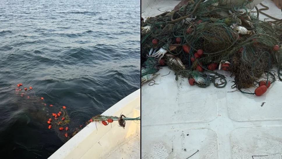 البيئة: dismantling illegal fishing nets on “Um Al-Far” Island