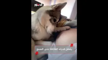 كلب يتفاعل عند سماعه أول صوت لحركة الجنين في بطن صاحبته (فيديو)