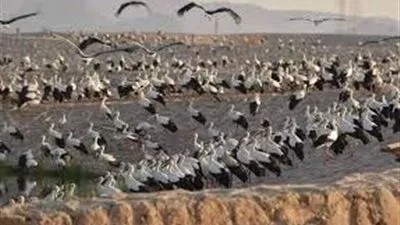 “حتى تعود الطيور… لا للصيد المفرط” | نقابة الصحفيين تنظم ندوة حول البيئة غدًا “حتى تعود الطيور… لا للصيد المفرط” | نقابة الصحفيين تنظم ندوة حول البيئة غدًا