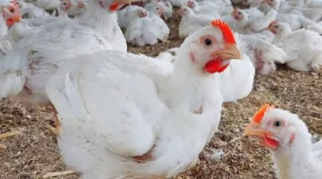 توقعات بعدم الزيادة | توازن أسعار الدواجن.. وفراخ الساسو تشكل مفاجأة