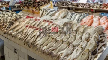 أسعار السمك في أسواق الغربية اليوم الإثنين