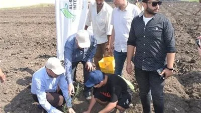 زراعة ألف شتلة زيتون في كلية الزراعة بجامعة بنها