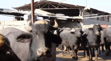 العراق يتخذ خطوات سريعة بعد قرار تركيا بإغلاق متاجر بيع الحيوانات