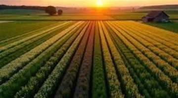 محاصيل الصيف تواجه التحديات.. تأثير درجات الحرارة على الإنتاج الزراعي