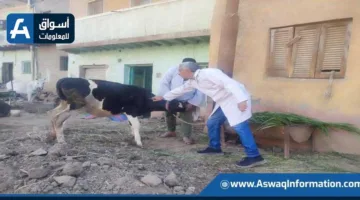الهيئة البيطرية تُطعّم أكثر من 1.8 مليون رأس من الماشية في إطار الحملة الوطنية لمكافحة الحمى القلاعية وحمى الوادي المتصدع