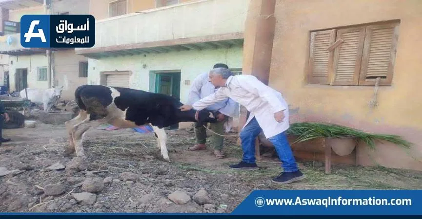 الهيئة البيطرية تُطعّم أكثر من 1.8 مليون رأس من الماشية في إطار الحملة الوطنية لمكافحة الحمى القلاعية وحمى الوادي المتصدع الهيئة البيطرية تُطعّم أكثر من 1.8 مليون رأس من الماشية في إطار الحملة الوطنية لمكافحة الحمى القلاعية وحمى الوادي المتصدع