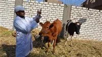 “الزراعة”: تطعيم أكثر من 1.8 مليون رأس من المواشي