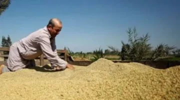 أسعار الأرز البني والأرز الأبيض في مصر بتاريخ الثلاثاء 29 يوليو 2025