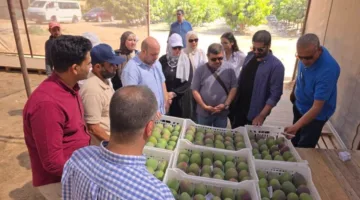 الزراعة: الصادرات الزراعية المصرية تتخطى 6.2 مليون طن