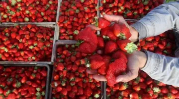 ما هي أسباب تحذير الخبراء من Excessive Strawberry Consumption؟