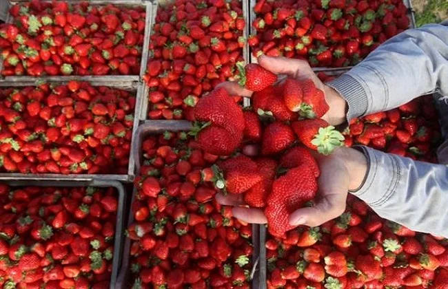 ما هي أسباب تحذير الخبراء من Excessive Strawberry Consumption؟ ما هي أسباب تحذير الخبراء من Excessive Strawberry Consumption؟