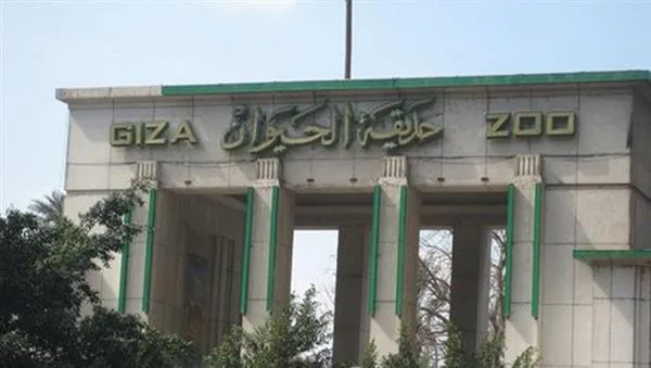 مدير رابطة حدائق الحيوان الأفريقية: تطوير حديقة حيوان الجيزة يتم وفق رؤية استراتيجية للمستقبل مدير رابطة حدائق الحيوان الأفريقية: تطوير حديقة حيوان الجيزة يتم وفق رؤية استراتيجية للمستقبل