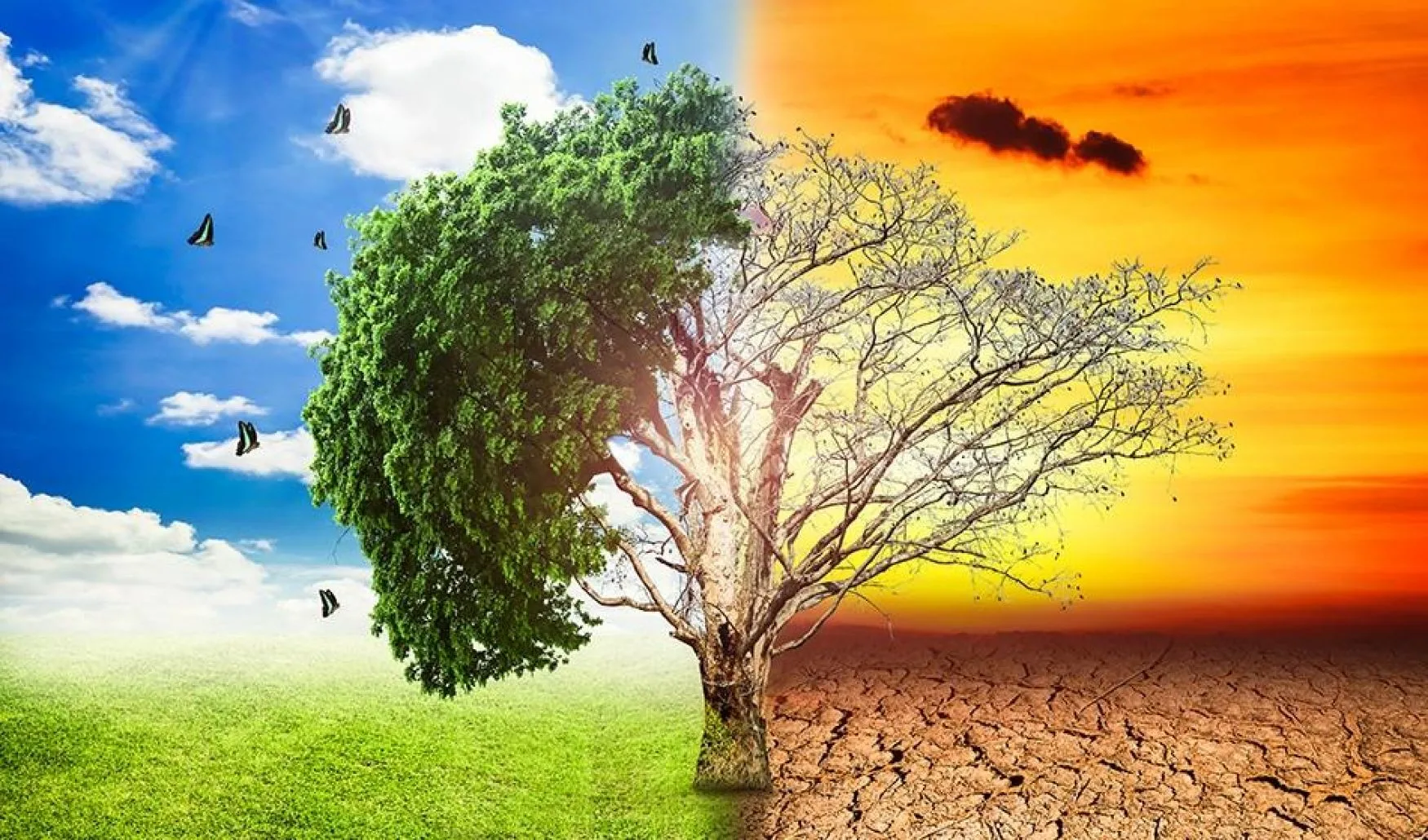 “فهيم”: الزراعة تواجه “تغيرات مناخية هادئة” تهدد المحاصيل وتستدعي إعادة رسم خريطة الزراعة.