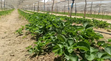 “خبير”: موسم فطري غير عادي يهدد محصول الفراولة والطقس يُعزز انتشار البياض الدقيقي والأنثراكنوز