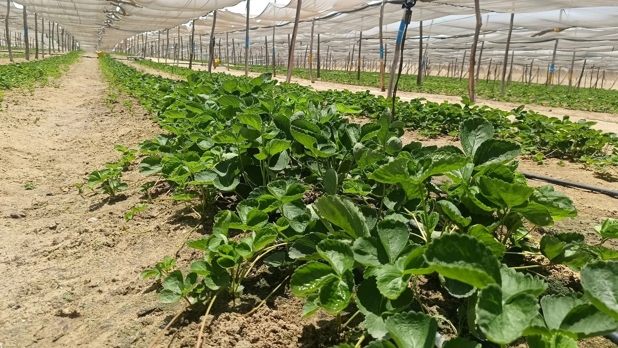 “خبير”: موسم فطري غير عادي يهدد محصول الفراولة والطقس يُعزز انتشار البياض الدقيقي والأنثراكنوز