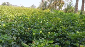 البحوث الزراعية: 1000 فدان من القطن خالية من آفات الحشرات في الفيوم