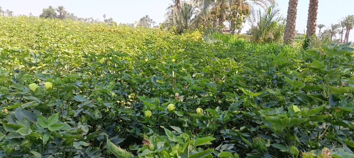 البحوث الزراعية: 1000 فدان من القطن خالية من آفات الحشرات في الفيوم