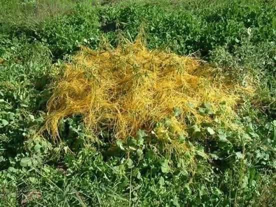 “الزراعة”: الحامول يستنسخ جينات النباتات ويتطور وراثيًا، ومواجهته أصبحت حاجة ملحة لا يمكن تجاهلها. “الزراعة”: الحامول يستنسخ جينات النباتات ويتطور وراثيًا، ومواجهته أصبحت حاجة ملحة لا يمكن تجاهلها.