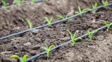 “متخصص”: الري بالرش في وقت الظهيرة يخفف من آثار الإجهاد الحراري على النباتات خلال موجات الحرارة العالية