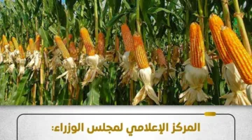 الحكومة تؤكد استمرار دعم الذرة الشامية وتعلن عن توسيعات زراعية في عدة محافظات.