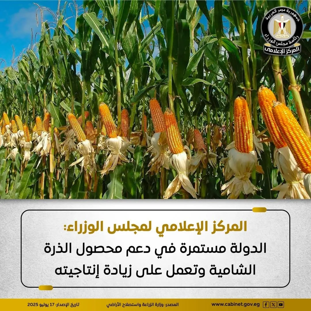 الحكومة تؤكد استمرار دعم الذرة الشامية وتعلن عن توسيعات زراعية في عدة محافظات. الحكومة تؤكد استمرار دعم الذرة الشامية وتعلن عن توسيعات زراعية في عدة محافظات.