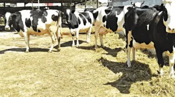 “الخدمات البيطرية”: تلقيح أكثر من 820 ألف رأس من الماشية خلال الأسبوع الأول من الحملة الوطنية