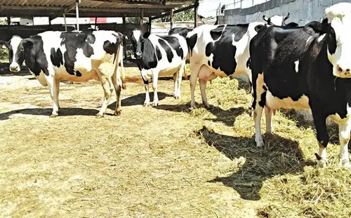“الخدمات البيطرية”: تلقيح أكثر من 820 ألف رأس من الماشية خلال الأسبوع الأول من الحملة الوطنية