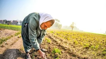 “خبير”: التوسع غير المدروس في الزراعة يمثل كارثة و”التمويل غير المدروس” يشكل أبرز تهديد للقطاع