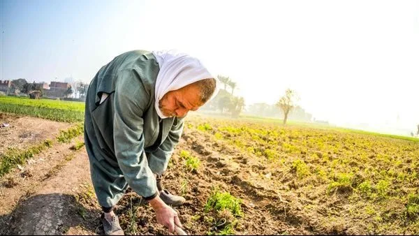 “خبير”: التوسع غير المدروس في الزراعة يمثل كارثة و”التمويل غير المدروس” يشكل أبرز تهديد للقطاع “خبير”: التوسع غير المدروس في الزراعة يمثل كارثة و”التمويل غير المدروس” يشكل أبرز تهديد للقطاع