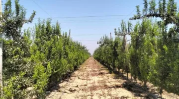 “خبير”: الزراعة الكثيفة وتربية الأصناف تعتبران عنصرين أساسيين في نجاح مزارع الخوخ والمشمش والبرقوق