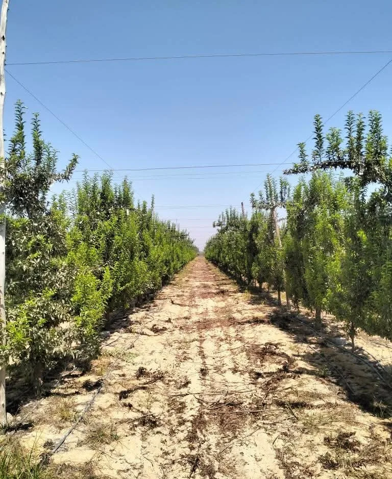 “خبير”: الزراعة الكثيفة وتربية الأصناف تعتبران عنصرين أساسيين في نجاح مزارع الخوخ والمشمش والبرقوق
