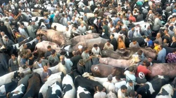احتجاز مستأجر سوق المواشي في دمنهور لمدة 4 أيام بتهمة تقديم خطاب ضمان مزيف