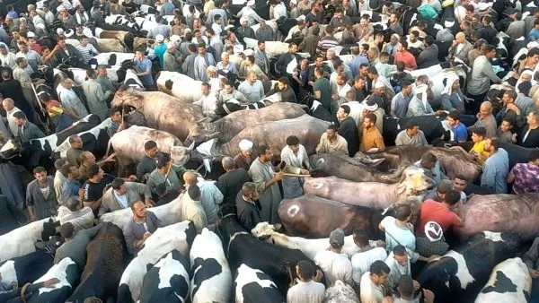 احتجاز مستأجر سوق المواشي في دمنهور لمدة 4 أيام بتهمة تقديم خطاب ضمان مزيف احتجاز مستأجر سوق المواشي في دمنهور لمدة 4 أيام بتهمة تقديم خطاب ضمان مزيف