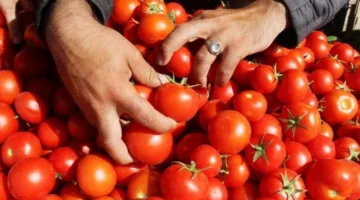 واشنطن تضع رسومًا جمركية بنسبة 17% على صادرات الطماطم من المكسيك